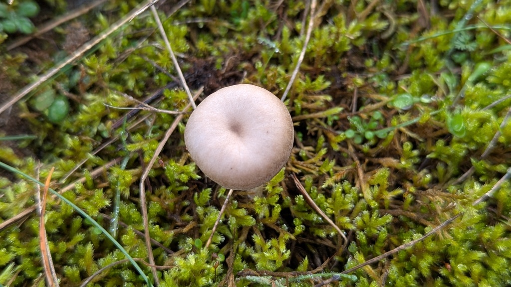 Clitocybe barbularum · December 2025 · photo: © rudolphous (iNaturalist, cc-by)