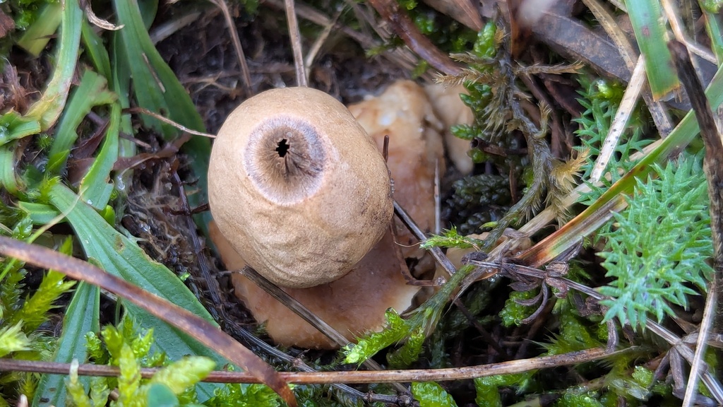 Geastrum michelianum · December 2025 · photo: © rudolphous (iNaturalist, cc-by)