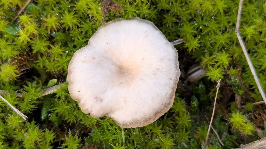 Clitocybe barbularum · December 2025 · photo: © rudolphous (iNaturalist, cc-by)