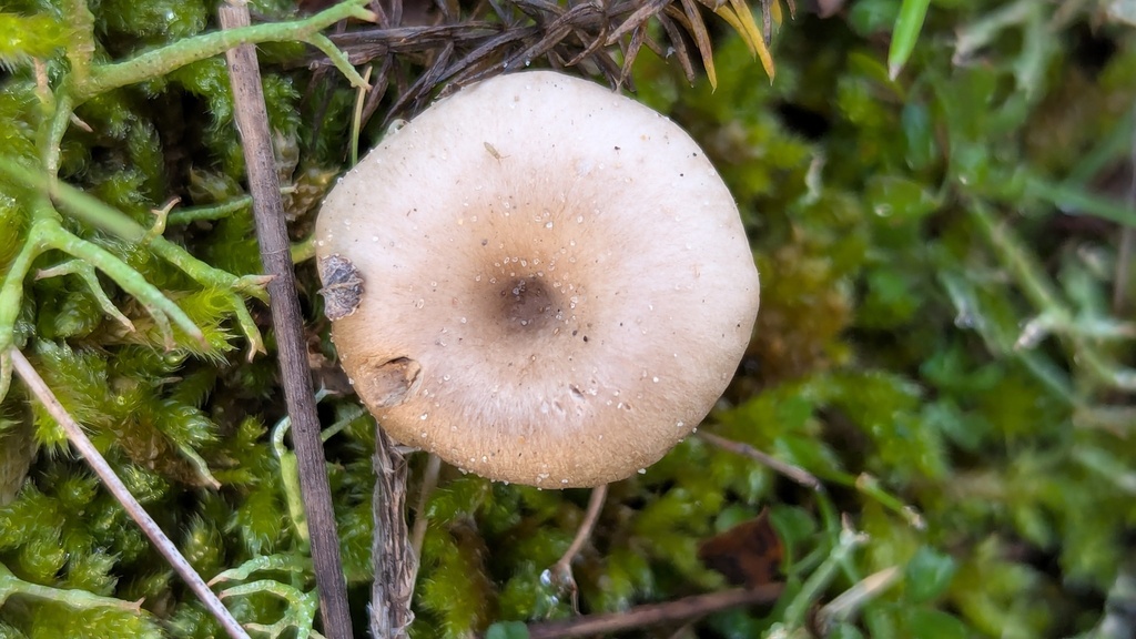 Clitocybe barbularum