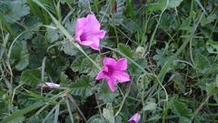 Convolvulus althaeoides althaeoides