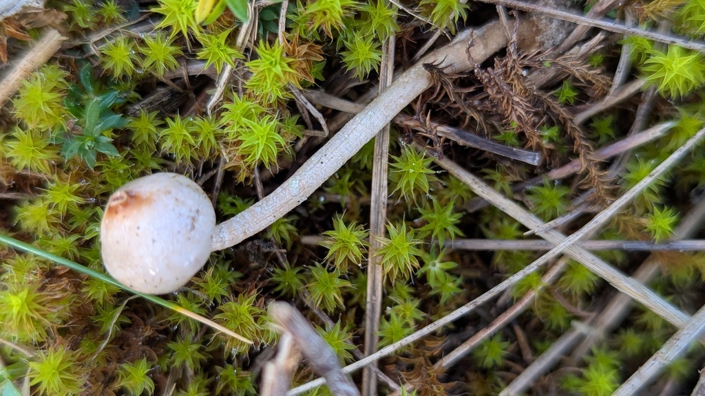 Tulostoma brumale · December 2025 · photo: © rudolphous (iNaturalist, cc-by)