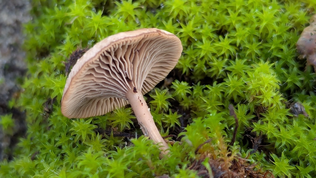 Clitocybe barbularum · December 2025 · photo: © rudolphous (iNaturalist, cc-by)