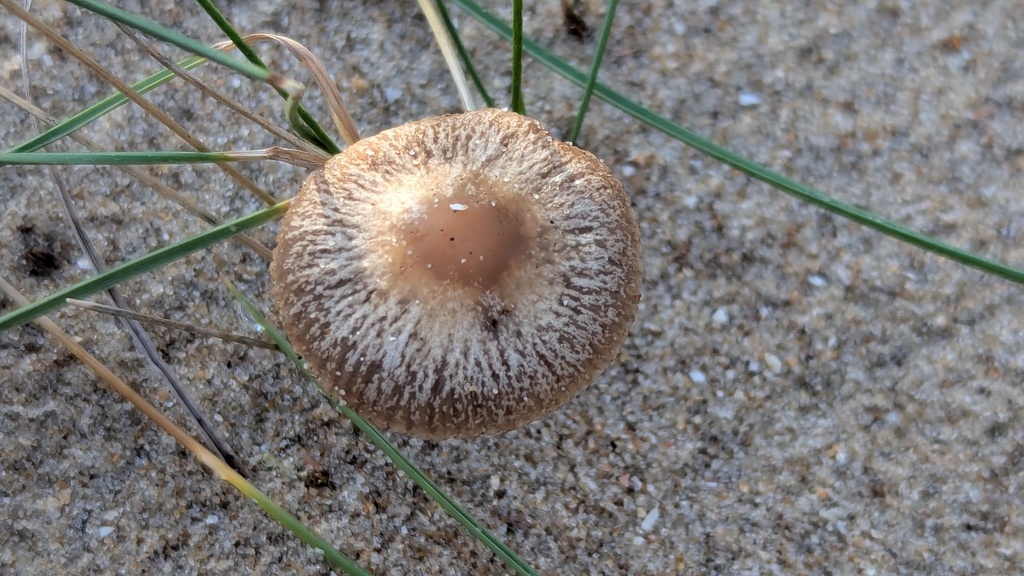 Psathyrella ammophila · December 2025 · photo: © rudolphous (iNaturalist, cc-by)