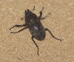 Cacostomus squamosus