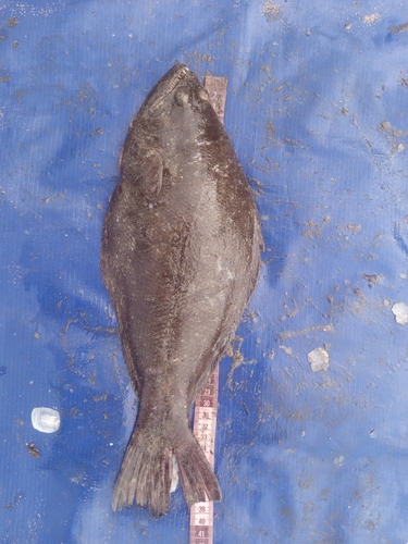 Spottail spiny turbot (Psettodes belcheri) — Psettodidae