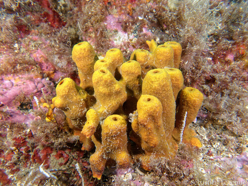 Yellow Tube Sponge