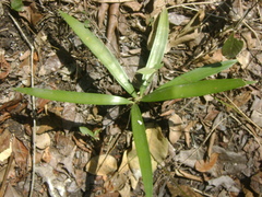 Zamia loddigesii