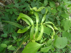 Zamia loddigesii