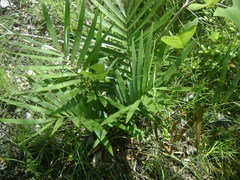 Zamia loddigesii