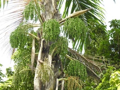 Bactris