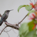 Vervain Hummingbird - Photo (c) Pedro Genaro Rodriguez, some rights reserved (CC BY-NC), uploaded by Pedro Genaro Rodriguez