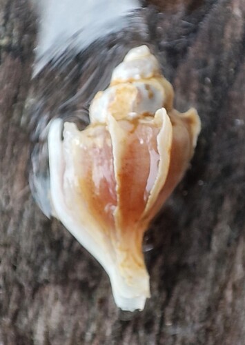 Boreotrophon clathratus, 2022-08-05