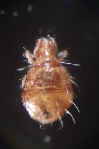 Hypochthonius rufulus