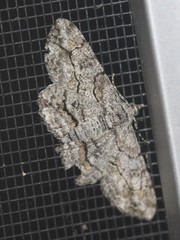 Cleora injectaria