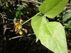 Rhynchosia precatoria