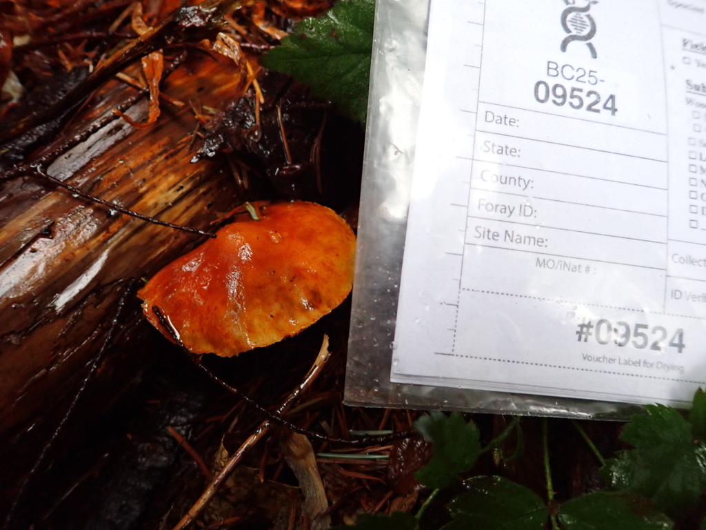 Gymnopilus aurantiophyllus · December 2025 · photo: © quillipede (iNaturalist, cc0)
