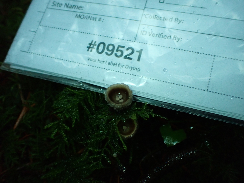 Nidula candida · December 2025 · photo: © quillipede (iNaturalist, cc0)