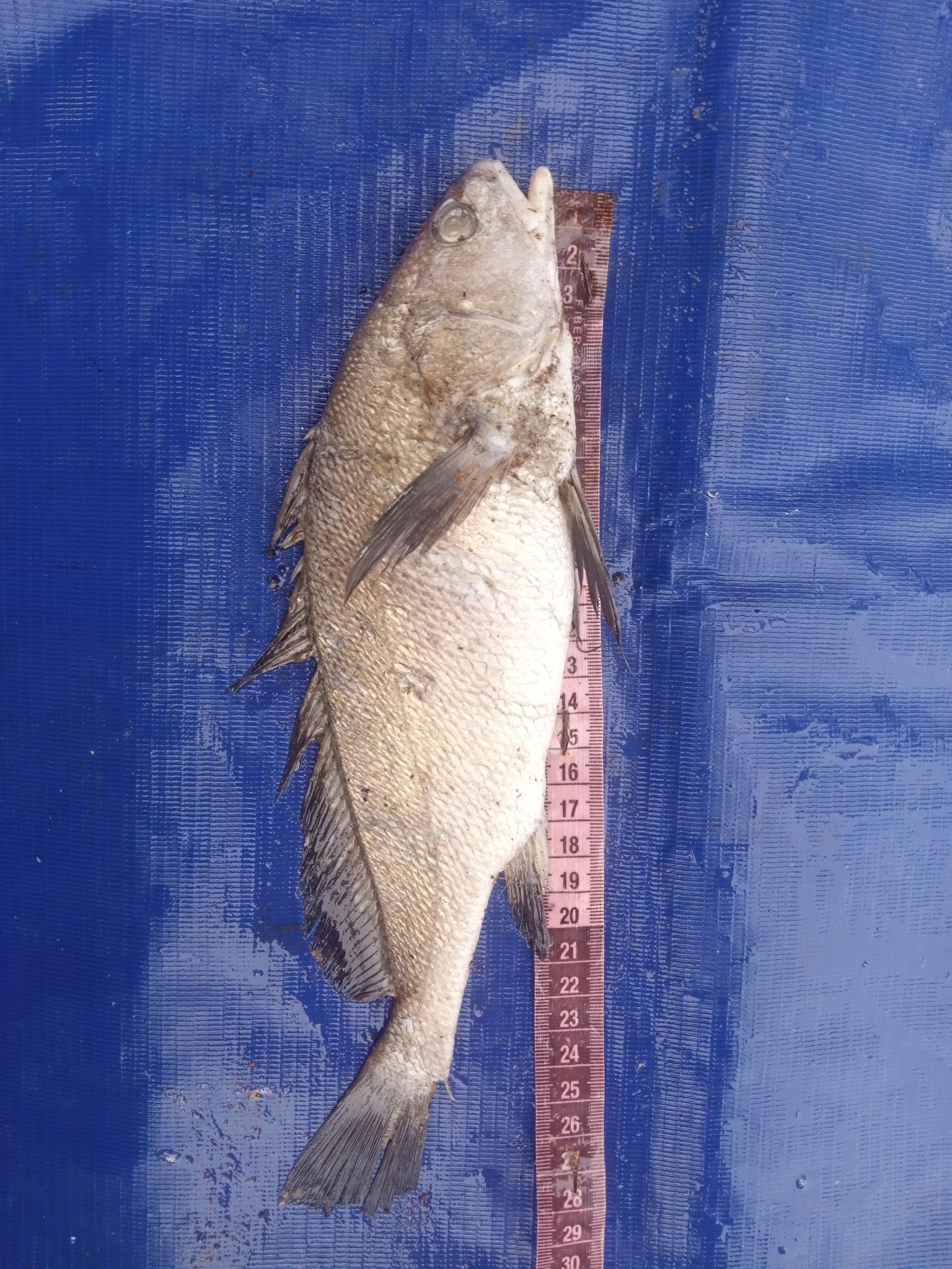 Guinea Croaker