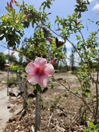 Purple Allamanda