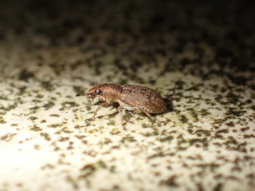 sitona obsoletus