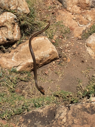 Eastern Brown Snake sighting