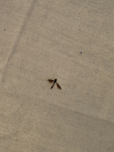 Unknown species found near SW 19th Ave, Gainesville, FL, US