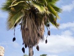 Trachycarpeae