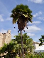 Trachycarpeae