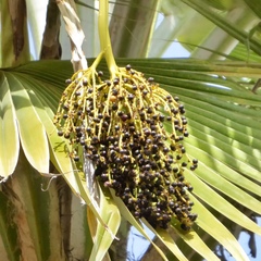 Trachycarpeae