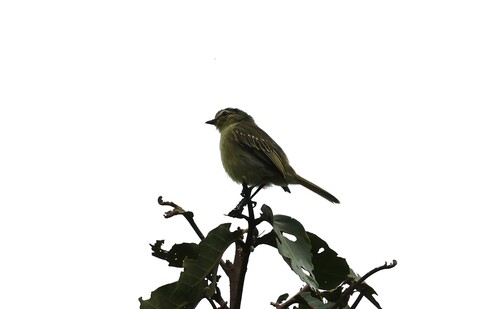 Peruvian Tyrannulet (Zimmerius viridiflavus), photo 7