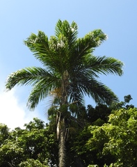 Bactris