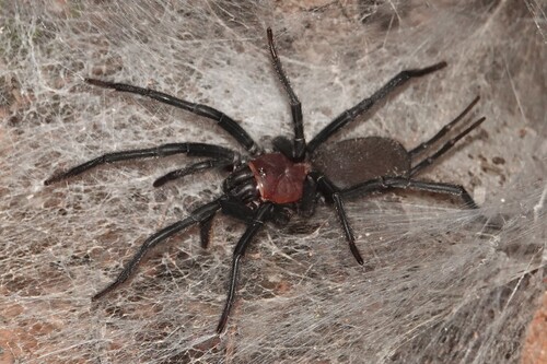 Harmonicon oiapoqueae