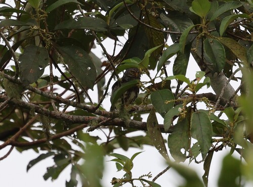 Subtropical Pygmy Owl (Glaucidium parkeri), photo 2