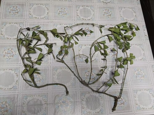 Manipur wax flower (Hoya manipurensis)