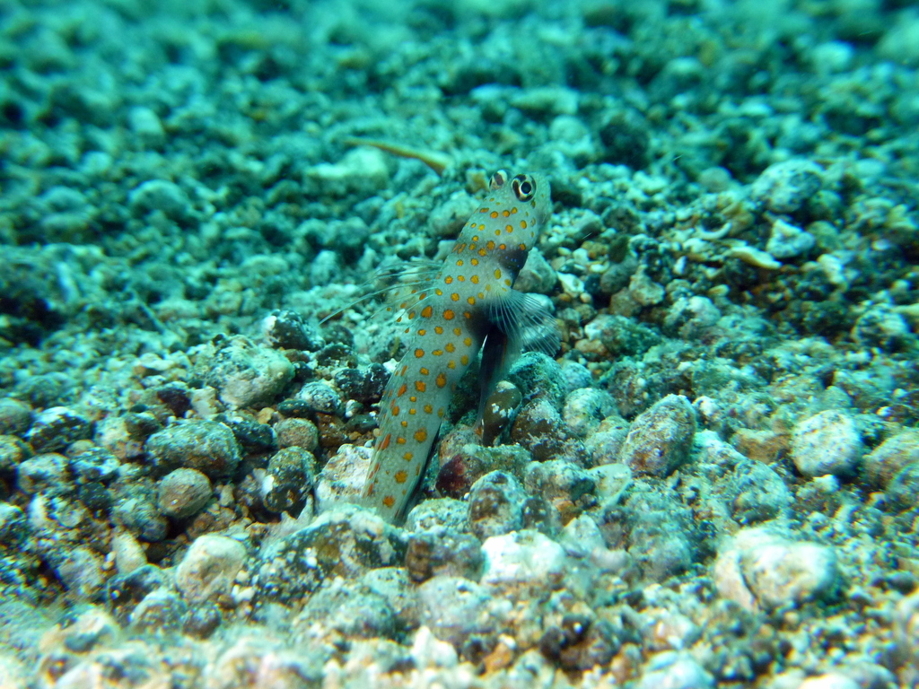 Black-chest Shrimp-goby