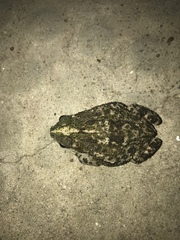 Rhinella granulosa