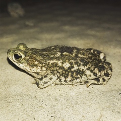 Rhinella granulosa
