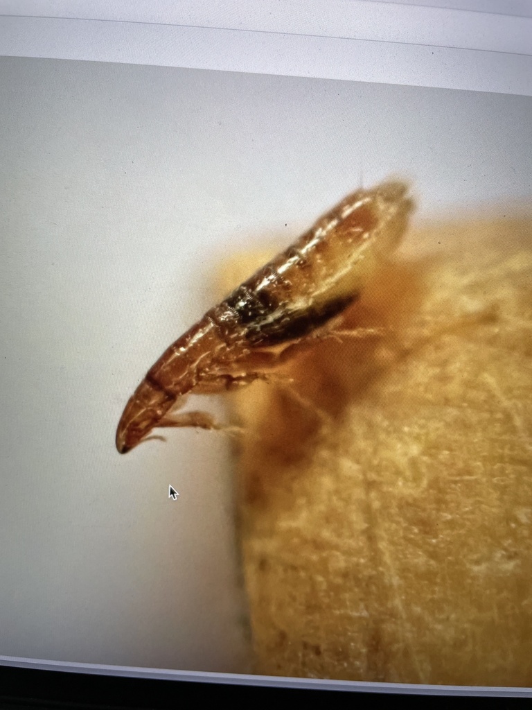 a bat flea