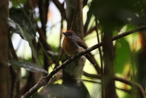 Rufous-capped Nunlet (Nonnula ruficapilla), photo 7