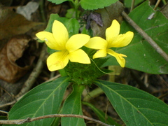 Barleria oenotheroides