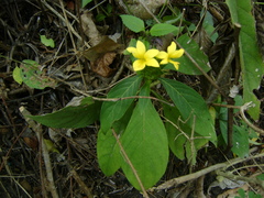 Barleria oenotheroides