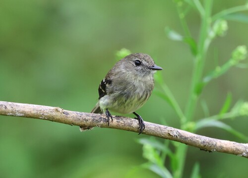 Mouse-grey Flycatcher (Myiophobus crypterythrus), photo 5