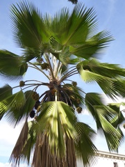 Trachycarpeae