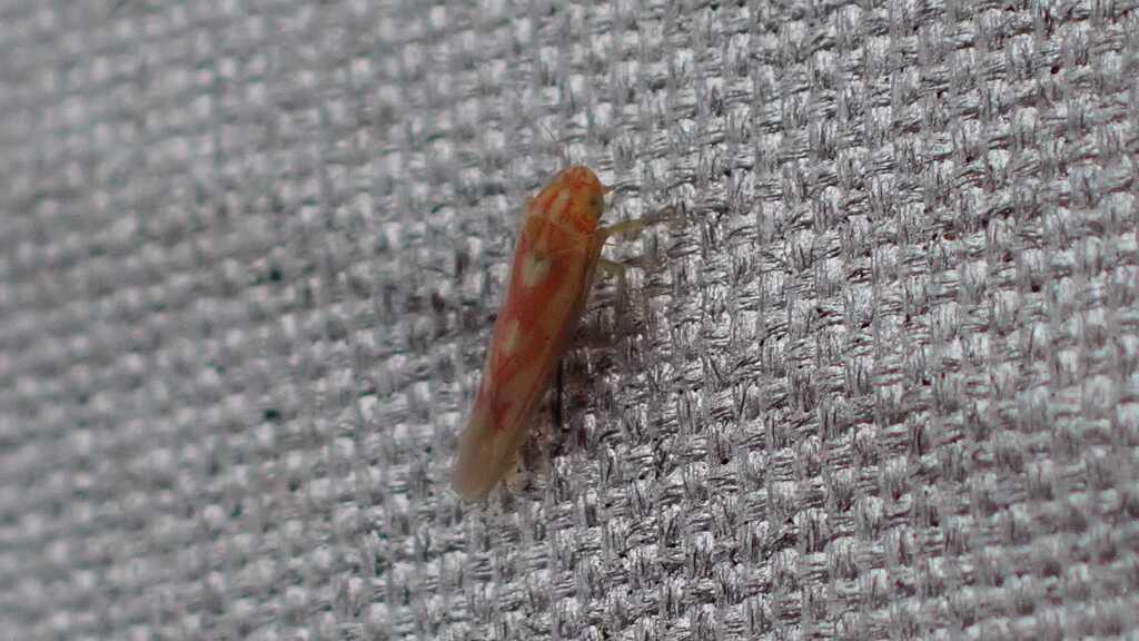 Zygina suavis