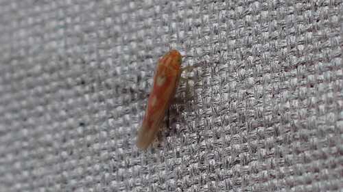 Zygina suavis