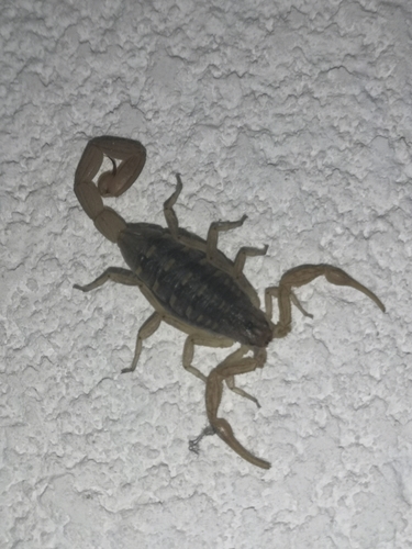 Centruroides balsasensis