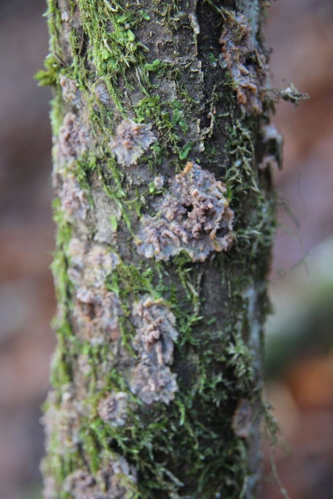 Phlebia radiata · December 2025 · photo: © olivier_argagnon (iNaturalist, cc-by)