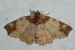 Tamba apicata