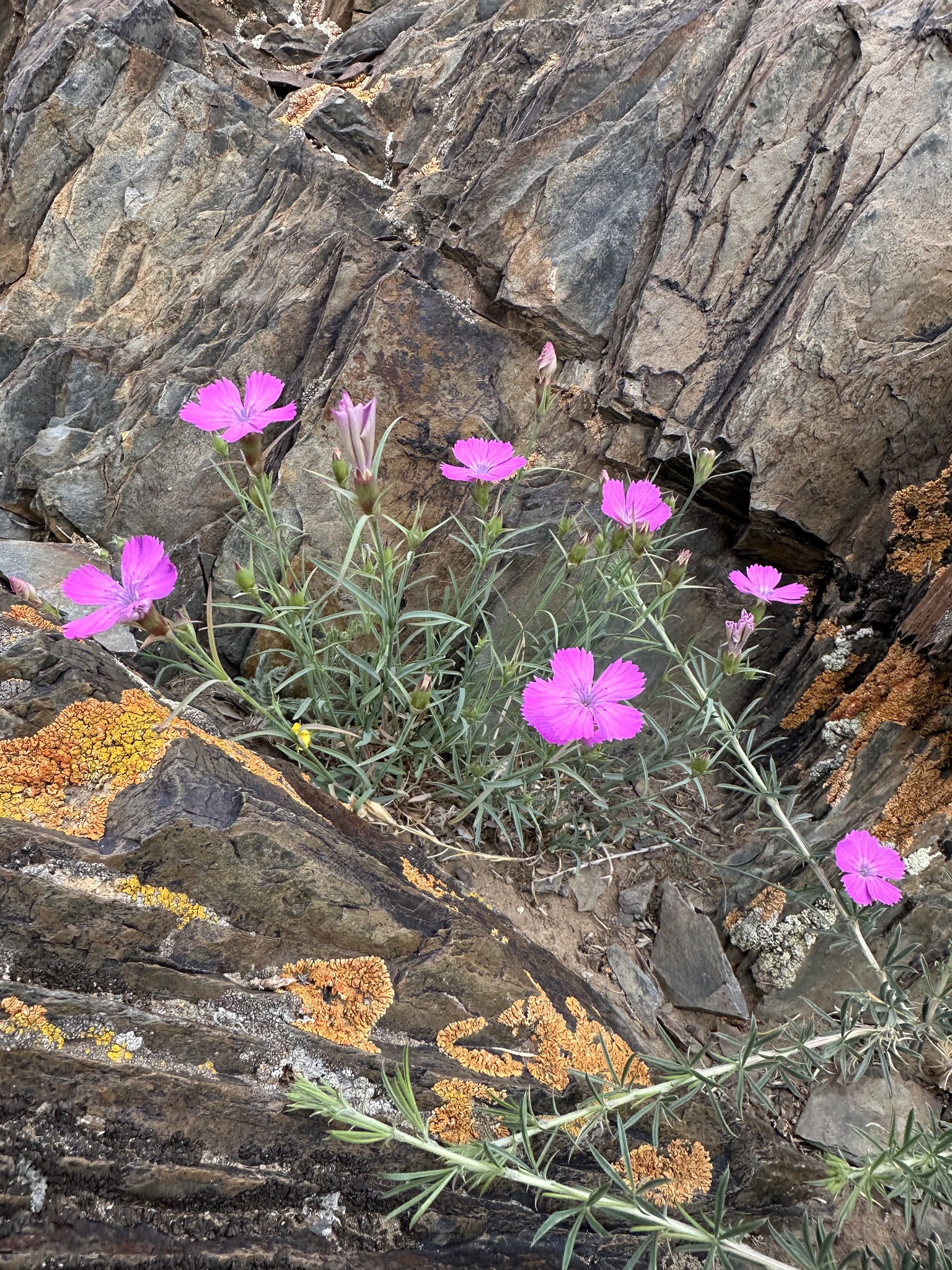 Creeping pink